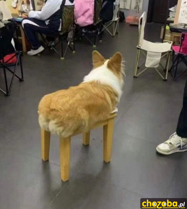 Pies z drewnianymi nogami