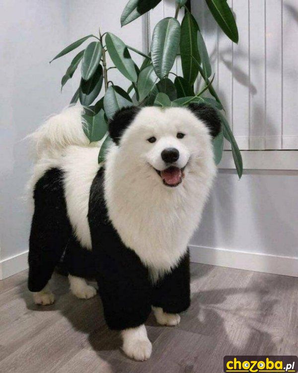 Psia panda