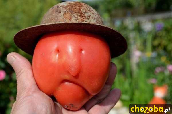 Pan pomidor
