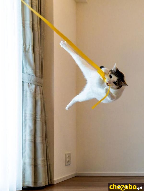 Kung-Fu Kot