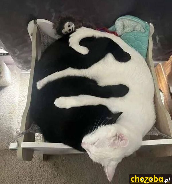 Złączone koty