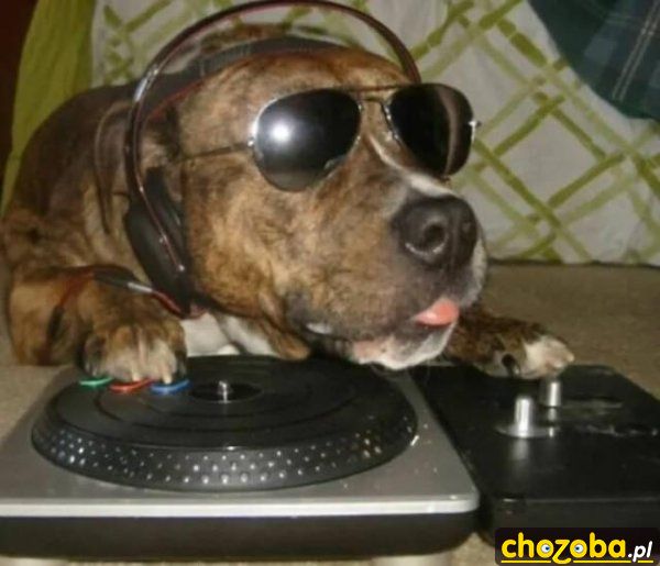 DJ Dog