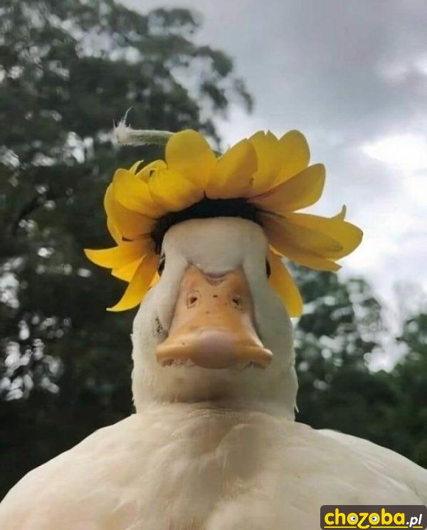 Selfie kaczki