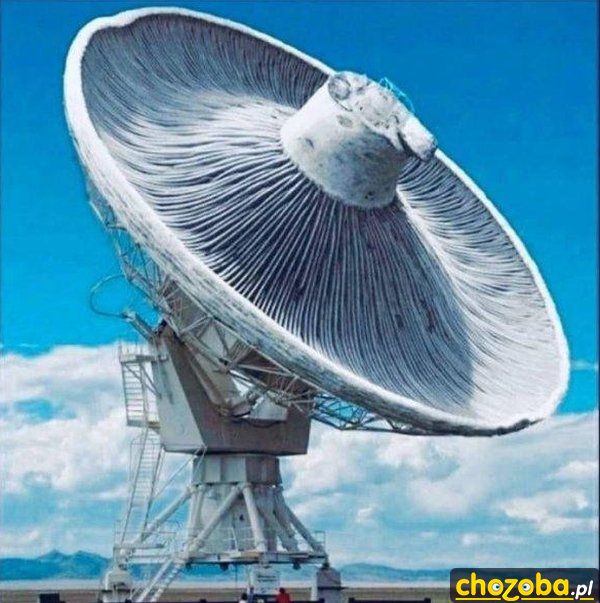 Grzybowa antena