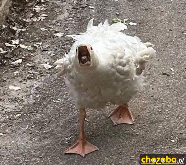 Aaaaaa!