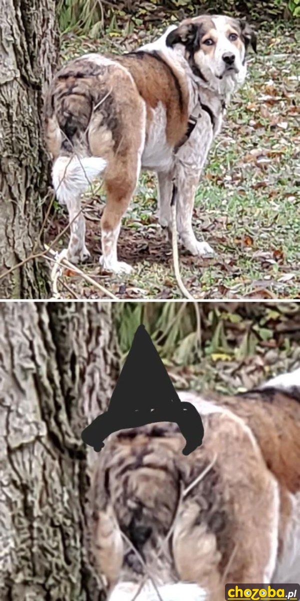 Pies z gębą na tyłku