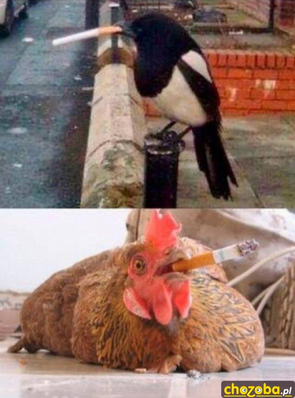 Palące ptaki