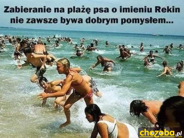 Pies na plaży