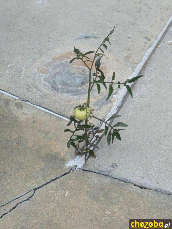 Pomidorek
