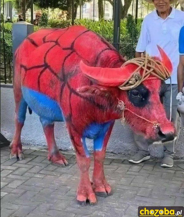 Spider-krowa
