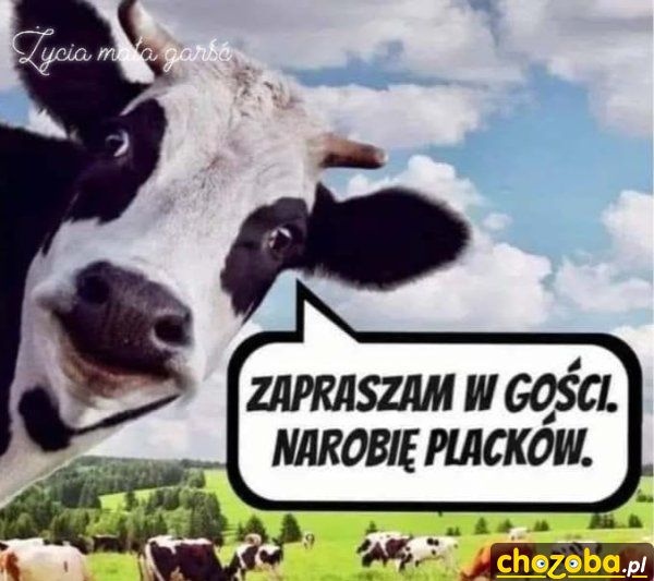 Gościnna krowa