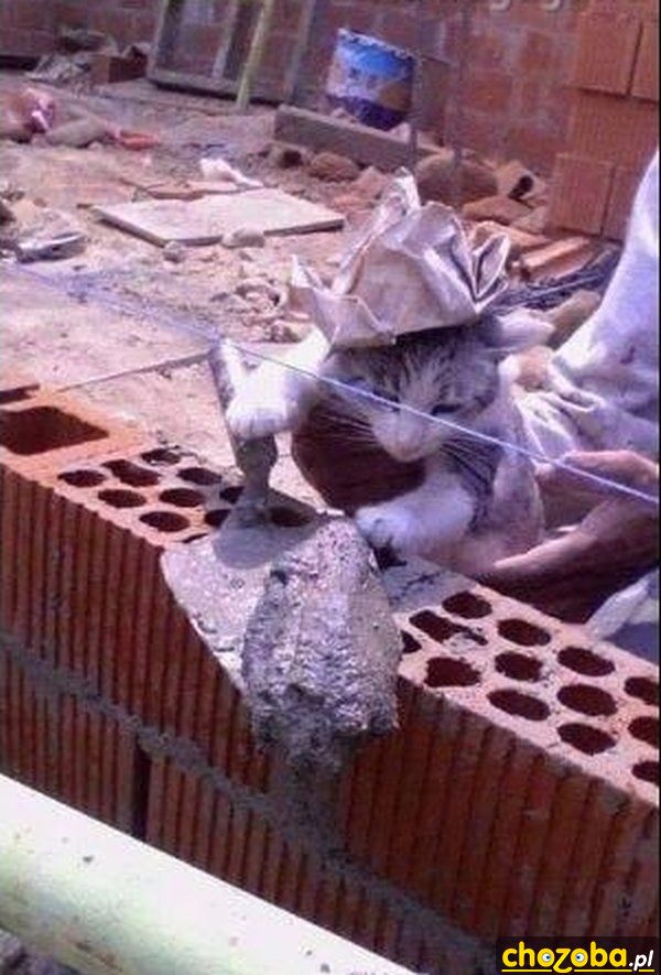 Kot murarz