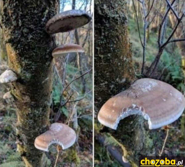 Głodny grzybiarz