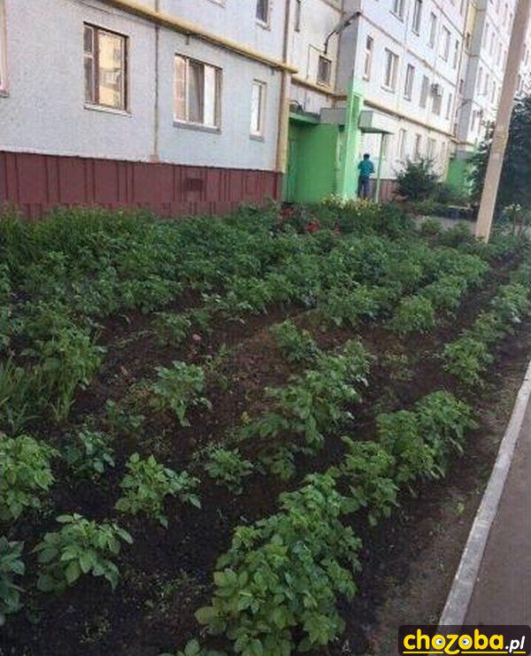 Ogródek przy bloku