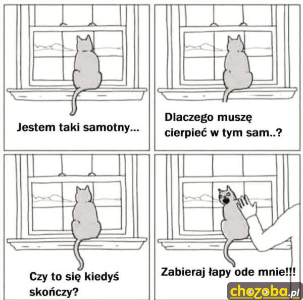 Samotny kot