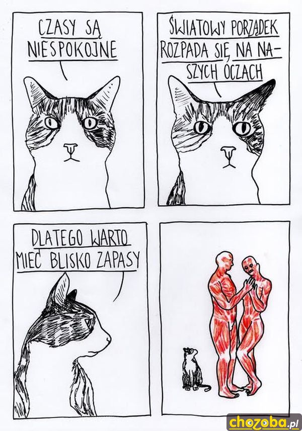 Kocie zapasy