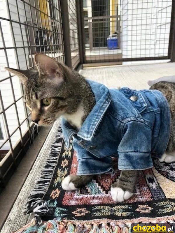 Jeansowy kot