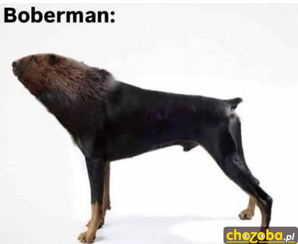 Boberman