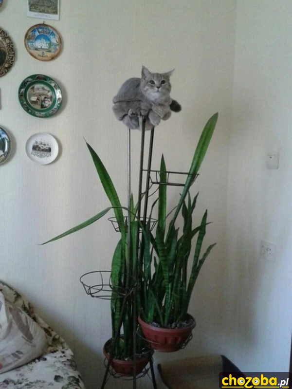 Miejsce dla kota