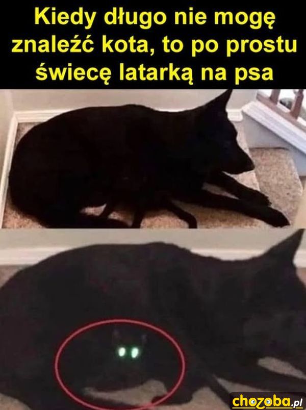 Sposób na kota
