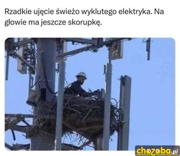 swiezo-wykluty-elektryk