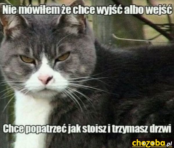 Koteczek