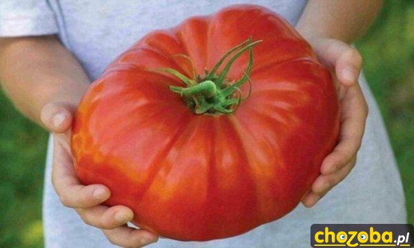 Pomidorek