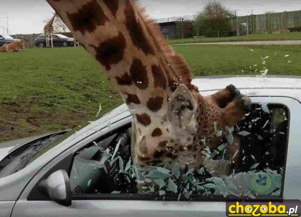 Przywitanie żyrafy