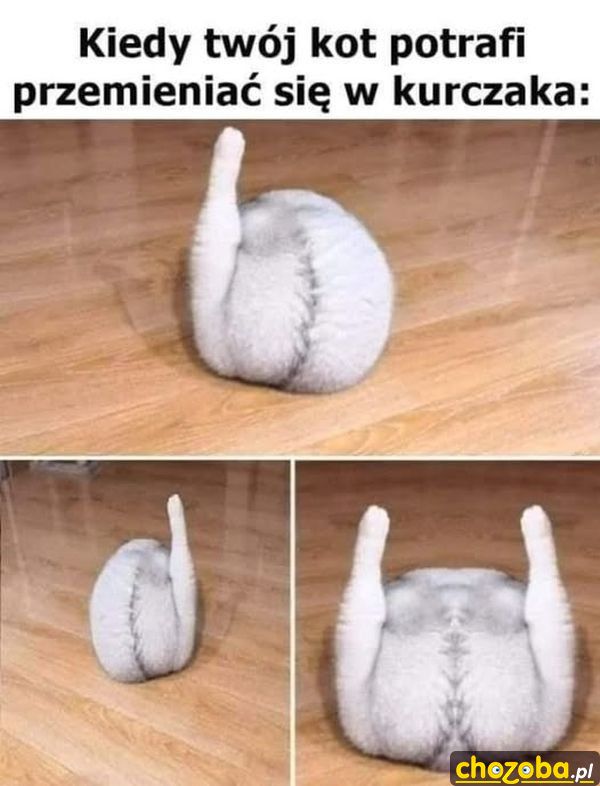 Koci kurczak