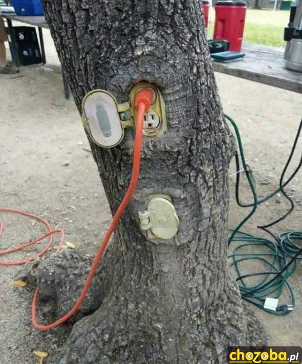 Elektryczne drzewo