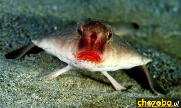 Umalowana ryba