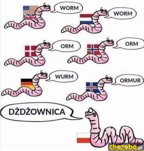 Dżdżownica