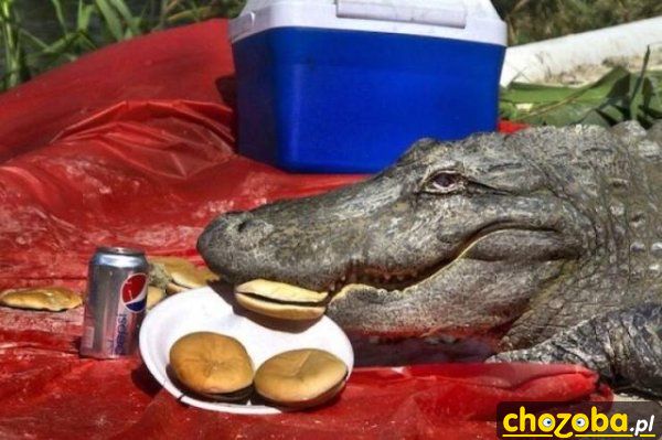 Krokodyl na pikniku