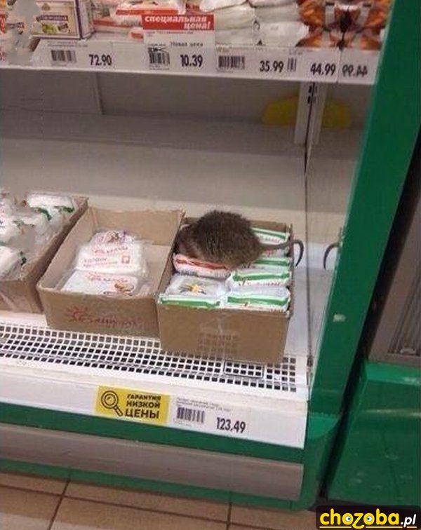 Szczur na zakupach
