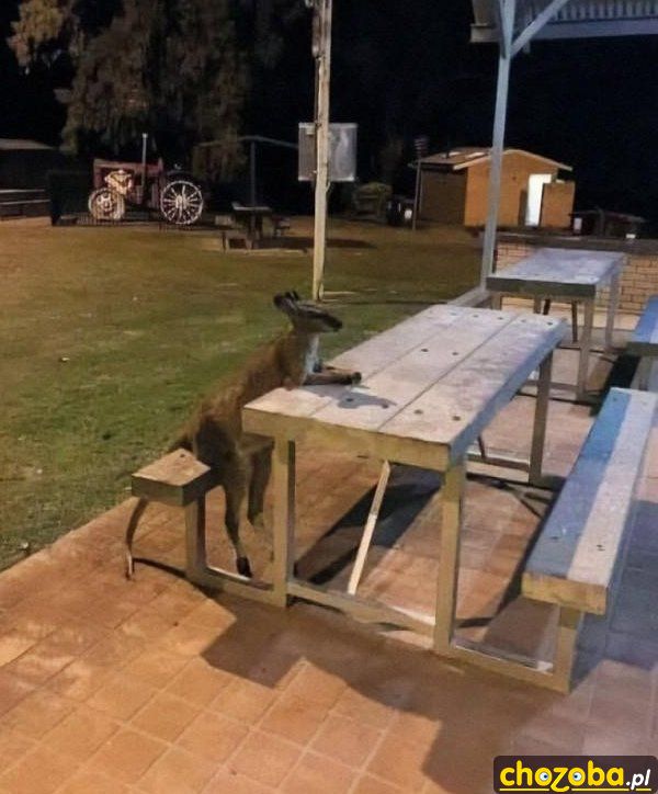 Kangur czeka na piwo