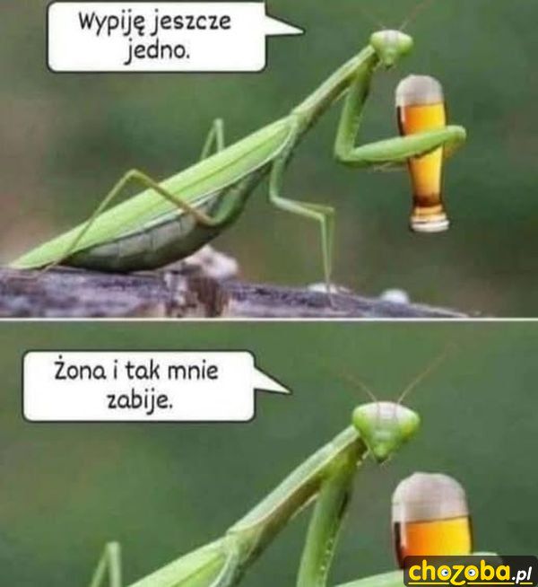 Piwko