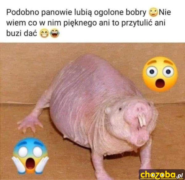 Ogolony bóbr