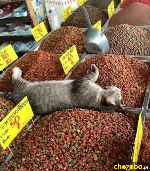 Kot w raju