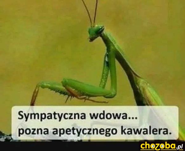 Poszukiwy kawaler