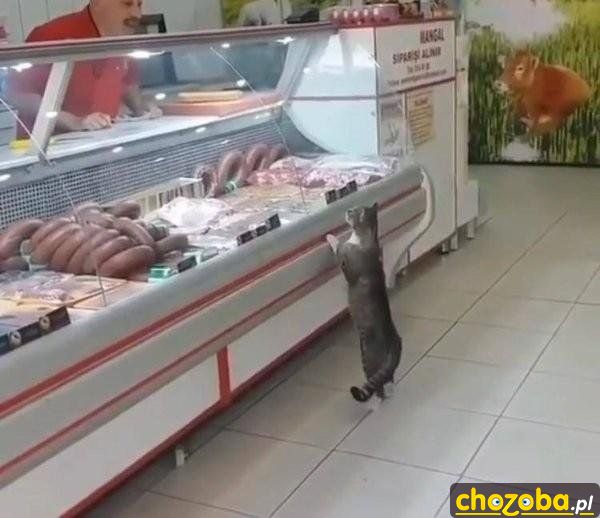 Kot w mięsnym