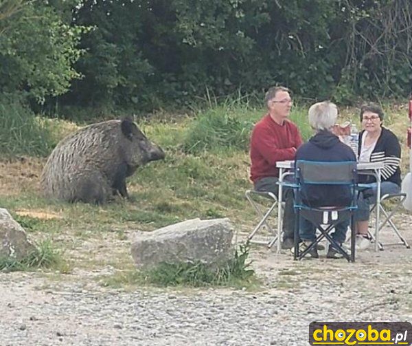 Piknik z dzikiem