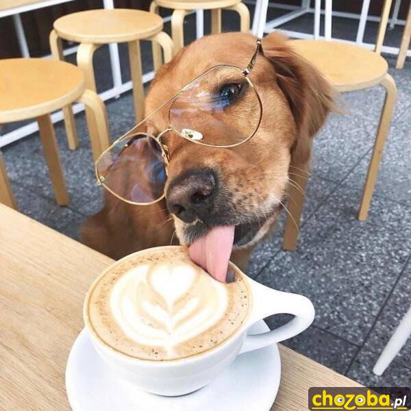 Pies na kawie