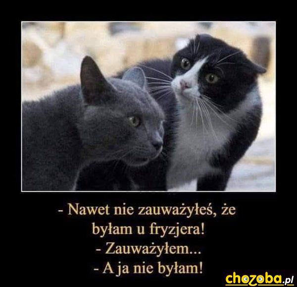 Żona u fryzjera
