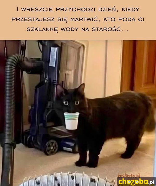 Najlepszy kompan