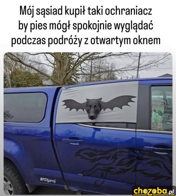 Okno dla psa