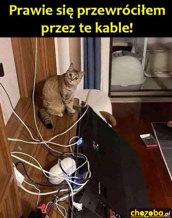 Biedny kotek