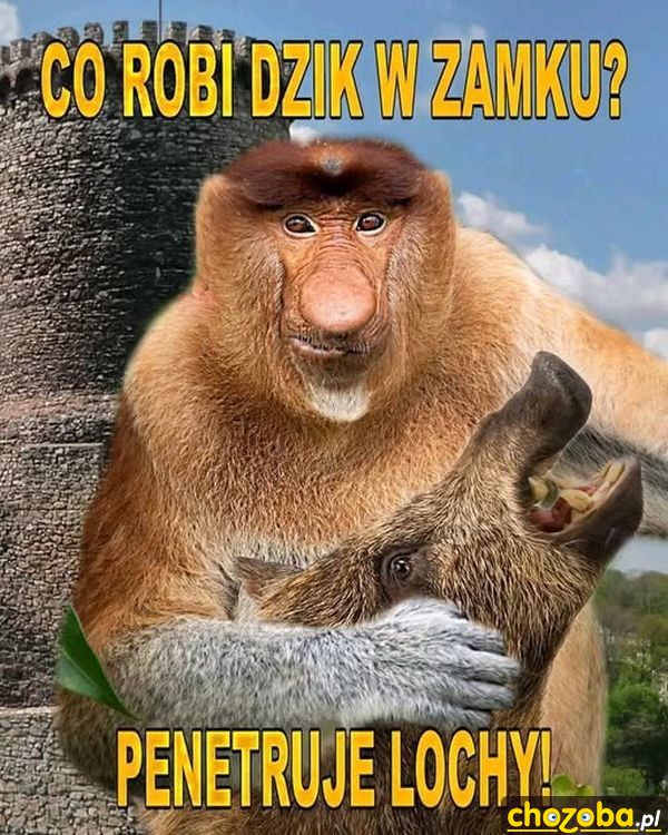 Co robi dzik w zamku?