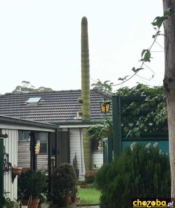 Domowy kaktus