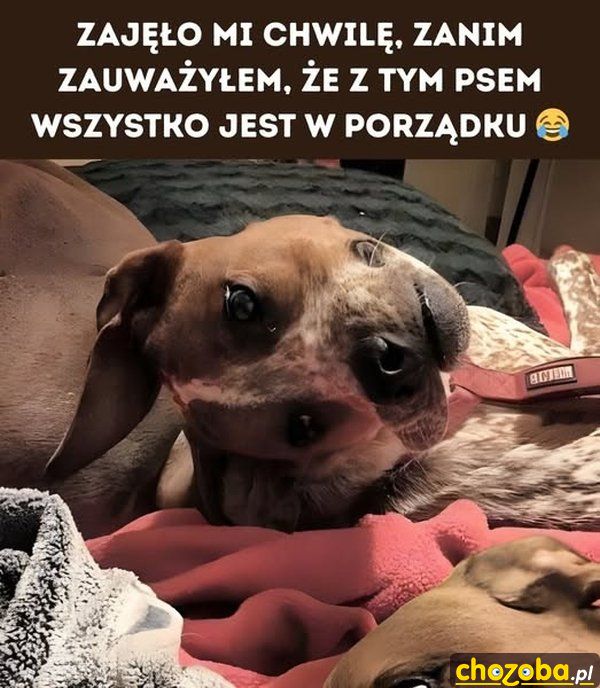 Pokręcony pies