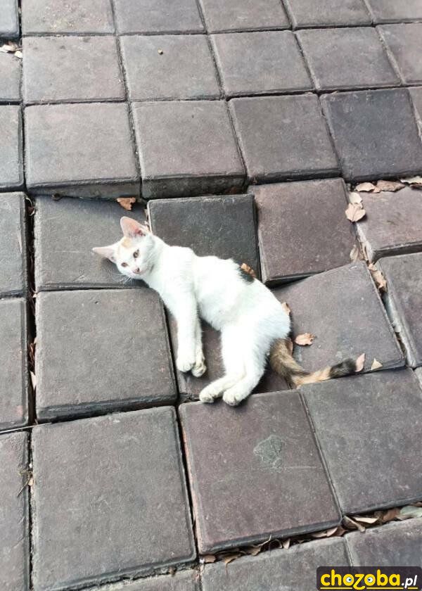 Ciężki kot
